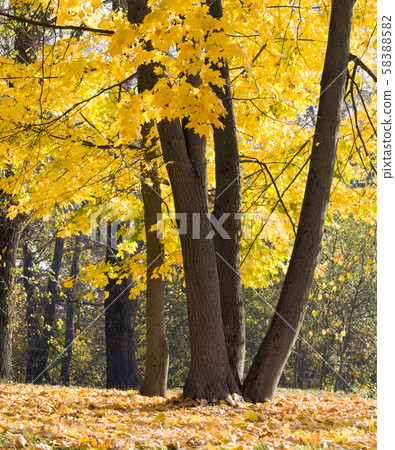 autumn maple leaves autumn maple leaves 58388582