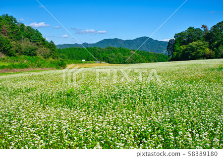 Full bloom Kasa no Soba field Full bloom Kasa no Soba field 58389180