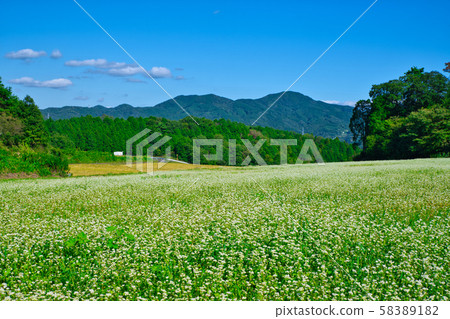 Full bloom Kasa no Soba field 58389182