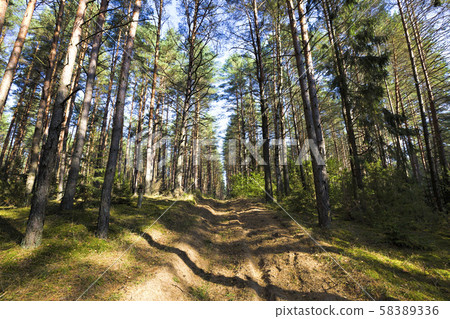 mixed forest, September 58389336