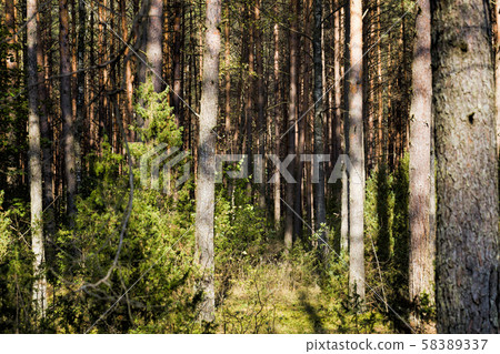 autumn season of September. 58389337