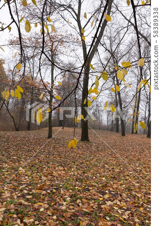 Autumn season parks 58389338