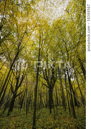yellow autumn foliage 58389567