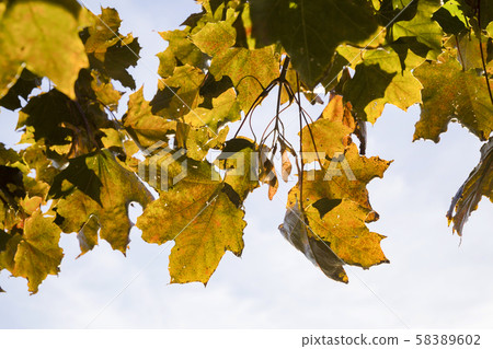 autumn maple leaves autumn maple leaves 58389602
