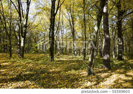 forest growing on hilly terrain forest growing on hilly terrain 58389603