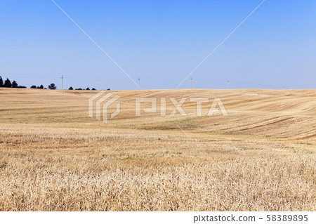 wheat field after harvest 58389895