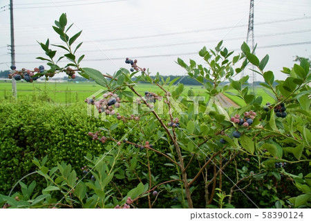 blueberry blueberry 58390124