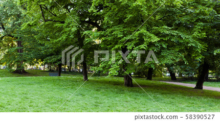 Green trees in the park. Panorama 58390527
