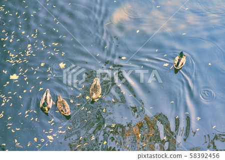 A duck swims in a pond among the leaves A duck swims in a pond among the leaves 58392456