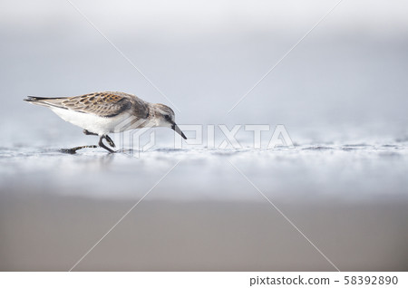 Tounen（北海道Komke湖） 58392890