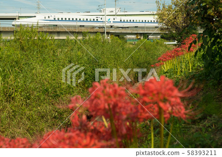 群集孤挺花和新幹線 群集孤挺花和新幹線 58393211