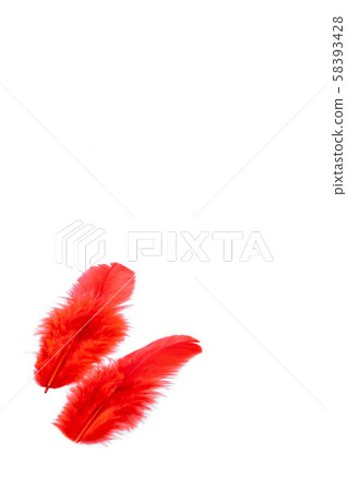 紅羽毛社區胸部 紅羽毛社區胸部 58393428