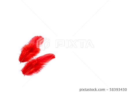 紅羽毛社區胸部 58393430