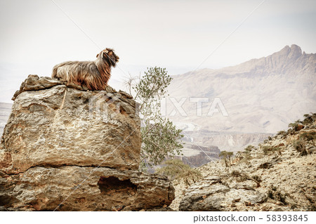 arabian tahr