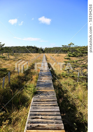 Tree path in Cape Ochiishi Tree path in Cape Ochiishi 58394268