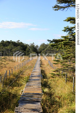 Tree path in Cape Ochiishi Tree path in Cape Ochiishi 58394271