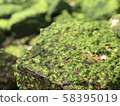 苔 58395019