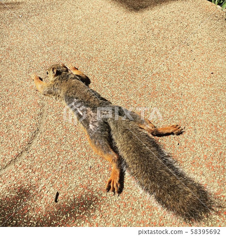 Squirrel and midsummer day 58395692