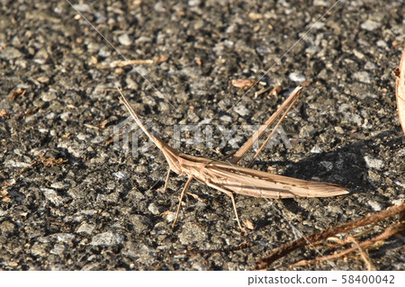 Shorurigata 58400042