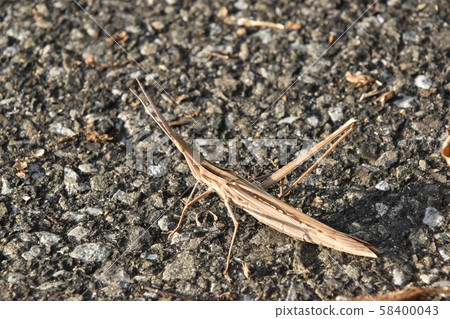 肖亮螞蚱 肖亮螞蚱 58400043