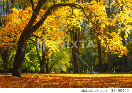 Scenic yellow trees in sunny forest. Autumn scene. Scenic yellow trees in sunny forest. Autumn scene. 58400443