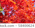 Bright red autumn leaves 58400624