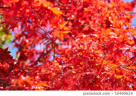 鮮紅的秋葉 58400624