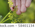 Ladybug on the hand. Ladybug on grass background. 58401134