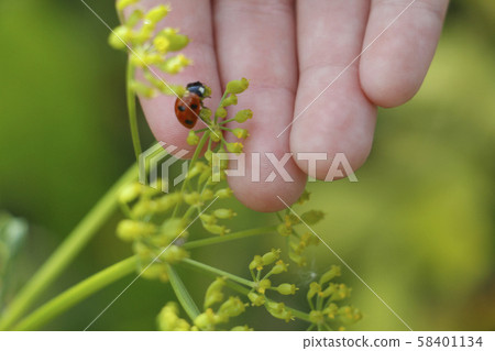 Ladybug on the hand. Ladybug on grass background. Ladybug on the hand. Ladybug on grass background. 58401134
