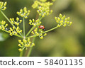 Ladybug on grass background. Macro red ladybug. 58401135