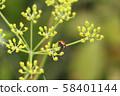 Ladybug on grass background. Macro red ladybug. 58401144