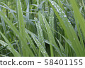 Fresh green grass with dew drops. Close-up. 58401155