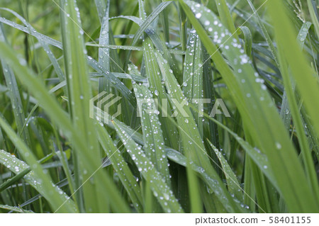 Fresh green grass with dew drops. Close-up. Fresh green grass with dew drops. Close-up. 58401155