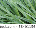 Fresh green grass with dew drops. Close-up. 58401156