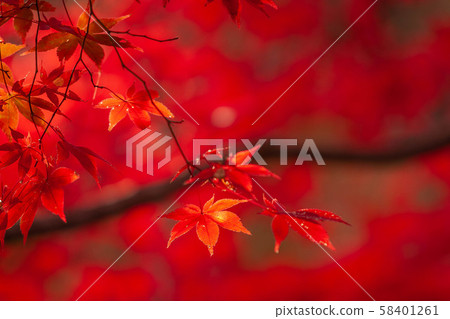 Katsura Temple Autumn leaves Katsura Temple Autumn leaves 58401261