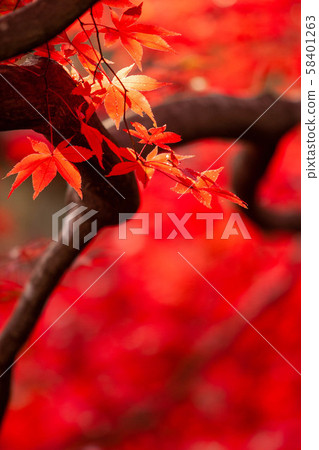 Katsura Temple Autumn leaves Katsura Temple Autumn leaves 58401263
