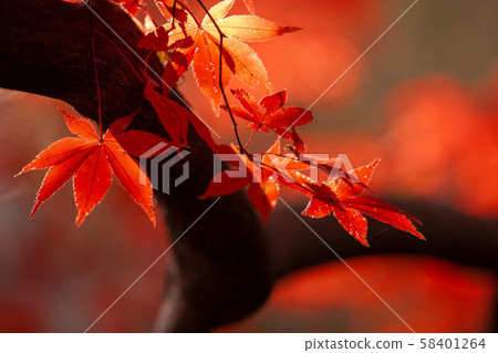 Katsura Temple Autumn leaves Katsura Temple Autumn leaves 58401264