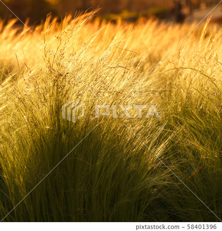 Yellow-green grass sways in the wind on a bright sunny day Yellow-green grass sways in the wind on a bright sunny day 58401396