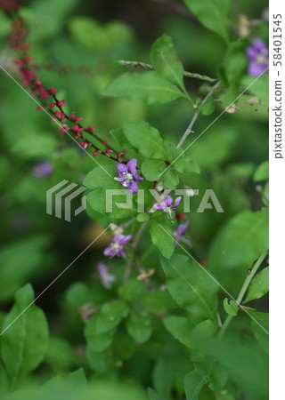 枸杞花 枸杞花 58401545