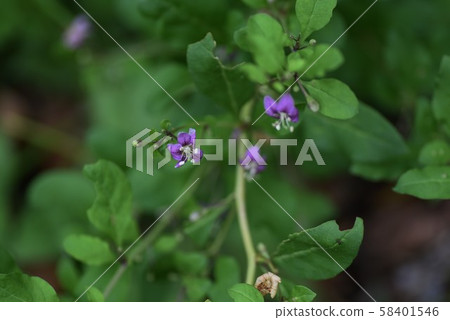枸杞花 58401546