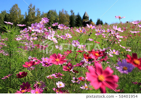 Cosmos Cosmos 58401954