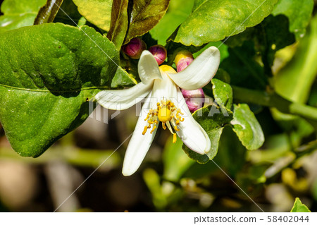 Unknown flower in Elche near Alicante in Spain 58402044