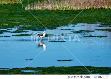 Greater Flamingos in Lagoon Fuente de Piedra, Andalusia, Spain Greater Flamingos in Lagoon Fuente de Piedra, Andalusia, Spain 58402102