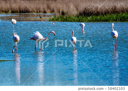 Greater Flamingos in Lagoon Fuente de Piedra, Andalusia, Spain Greater Flamingos in Lagoon Fuente de Piedra, Andalusia, Spain 58402103