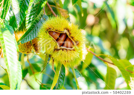 Igari autumn taste [Nagano] 58402289