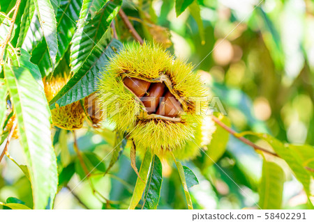 Igari autumn taste [Nagano] 58402291