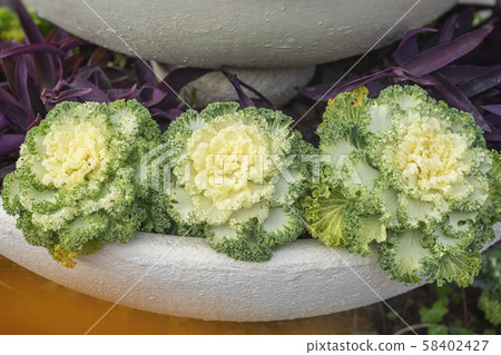 Decorative white cabbage in street vase flowering outdoor. Decorative white cabbage in street vase flowering outdoor. 58402427