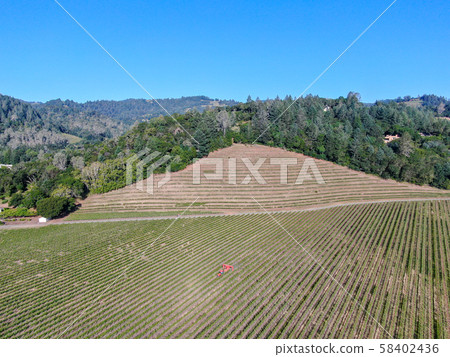 Aerial view of vineyard in Napa Valley during summer season 58402436