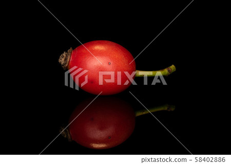 Fresh red rosehip isolated on black glass Fresh red rosehip isolated on black glass 58402886