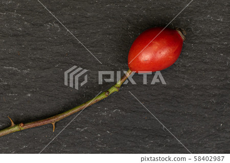 Fresh red rosehip on grey stone 58402987